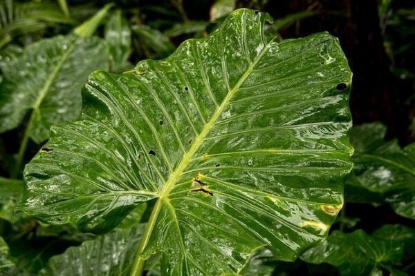 Are elephant ear plants poisonous to cats?