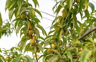 Is peach tree poisonous dogs?