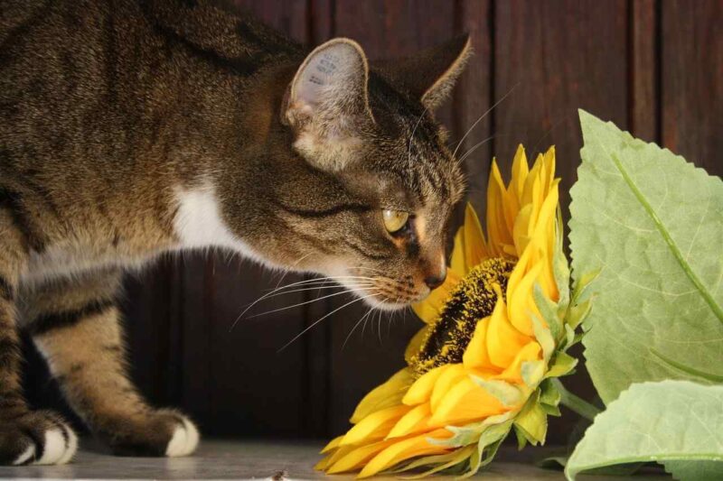 are succulents toxic to cats