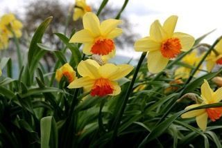Are daffodil plants poisonous to cats and dogs?