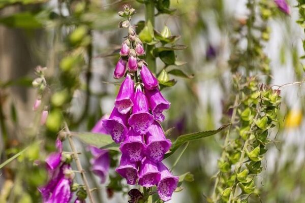 Is foxglove toxic to cats?