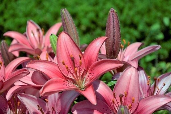 Are lilies plants poisonous to cats?